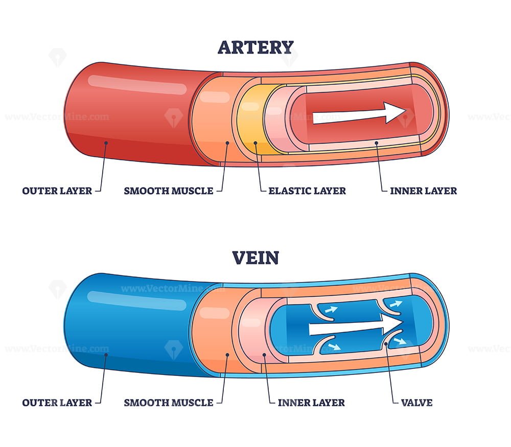 Artery Vs Vein Structure Compared With Anatomical Differences Outline Diagram Vectormine