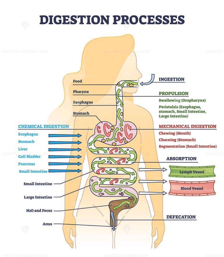 Stomach Anatomy Or Digestive Organ Detailed Inner Structure Outline