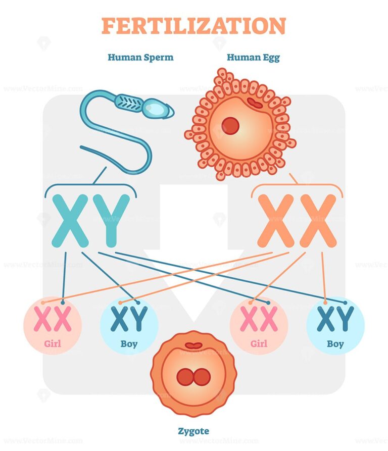 Fertilization Diagram With Human Sperm Human Egg And Zygote Vectormine