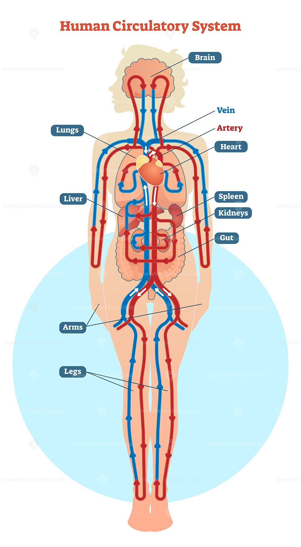 Human Circulatory System Vector Illustration Diagram VectorMine