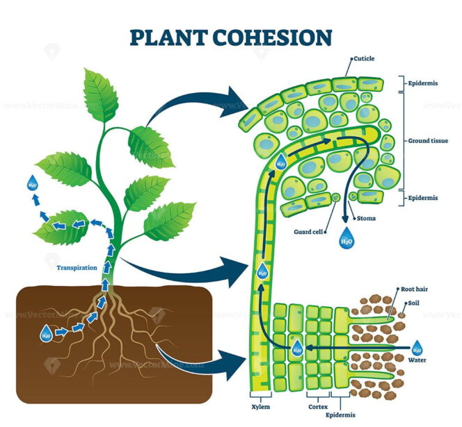 Plant Cohesion Vector Illustration VectorMine