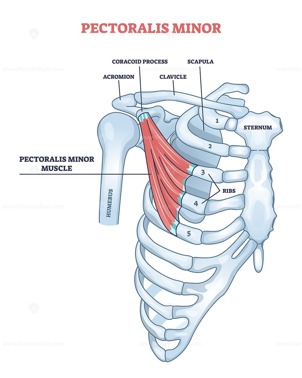 Pectoralis Major Muscle As Human Chest Muscular Anatomy Outline Diagram VectorMine