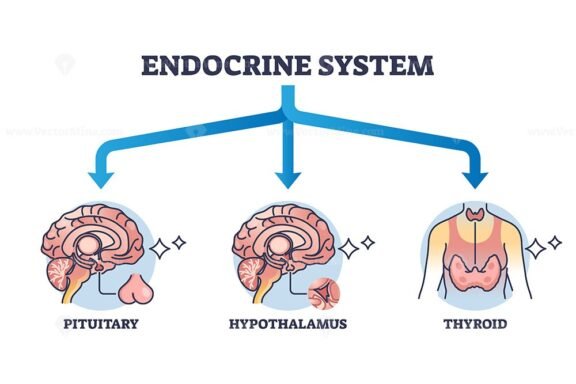 3 main parts of the endocrine system outline diagram 1