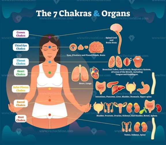 7 Chakras and Organs