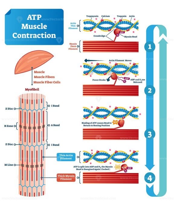 ATP Muscle Contraction