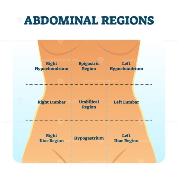Abdominal Regions