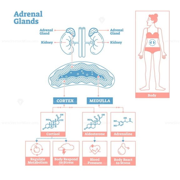 Adrenal Glands OutlineStyle