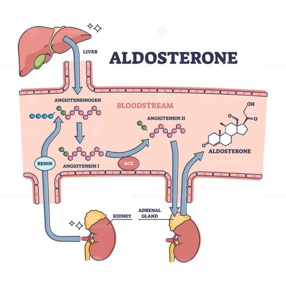 Aldosterone outline