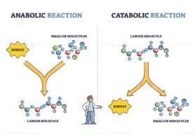 Anabolic VS Catabolic Reaction outline diagram