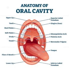Anatomy of Oral Cavity