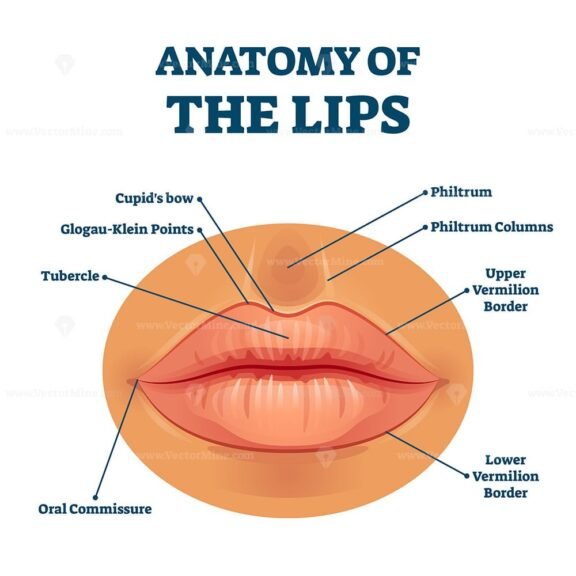 Anatomy of The Lips