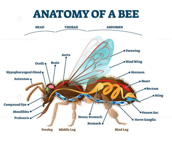 Anatomy of a Bee Organs