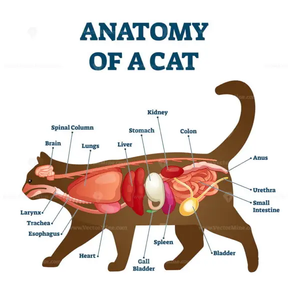 Anatomy of a Cat