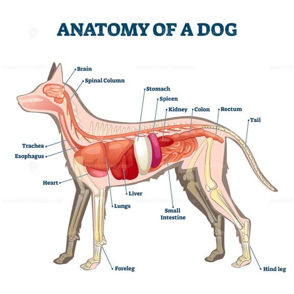 Anatomy of a Dog Organs