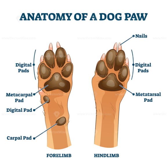 Anatomy of a Dog Paw Simple