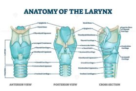 Anatomy of the Larynx