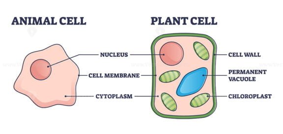 Animal VS Plant cell outline