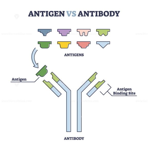 Antigen vs Antibody outline