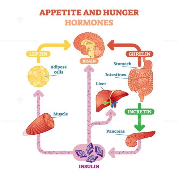 Appetite And Hunger Hormones