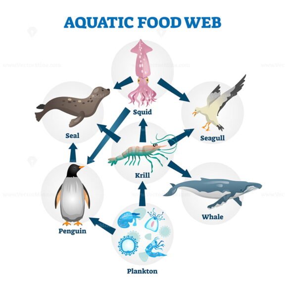 Aquatic food web