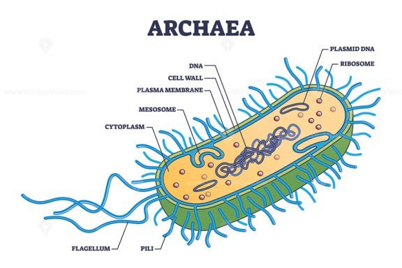 Archaea outline diagram