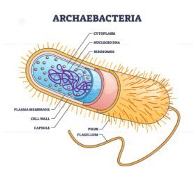 Archaebacteria outline diagram
