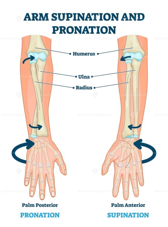 Arm Supination and Pronation