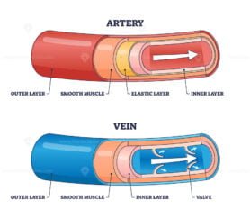 Artery VS Vein outline