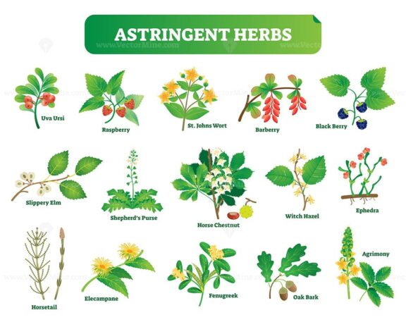 Astringent Herbs