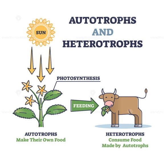 Autotrophs and Heterotrophs outline