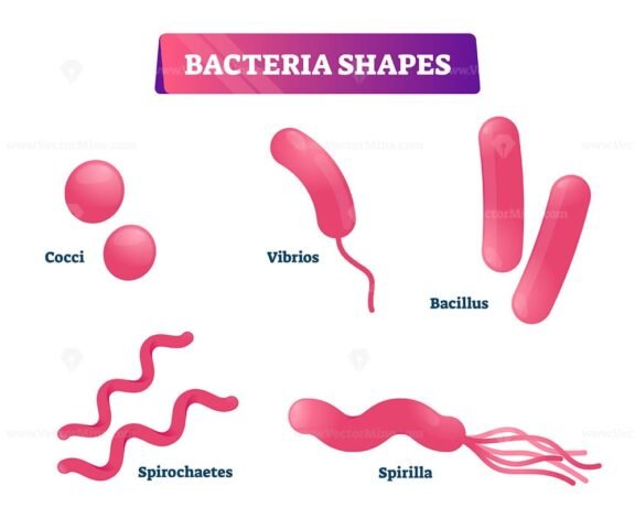 Bacteria Shapes