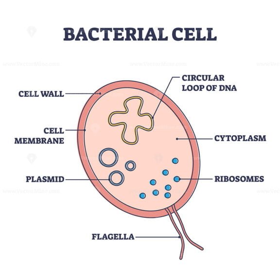Bacterial Cell outline diagram