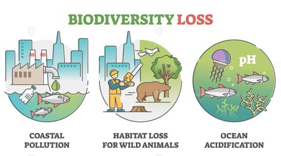 Biodiversity Loss 2 outline