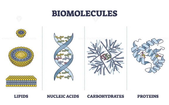 Biomolecules outline