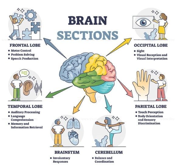 Brain Sections outline
