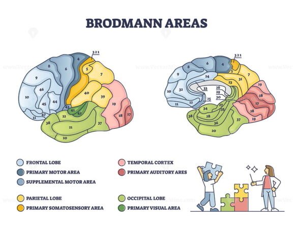 Brodmann Areas outline