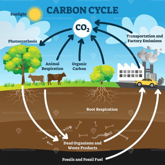 Carbon Cycle 2
