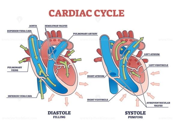 Cardiac Cycle outline