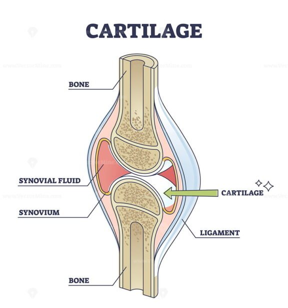 Cartilage 2 outline