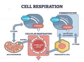 Cell Respiration outline diagram