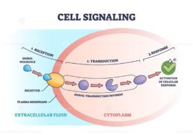 Cell Signaling outline