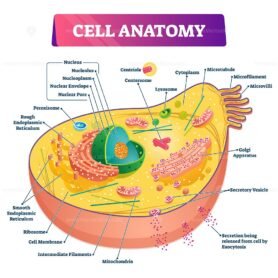 Cell anatomy