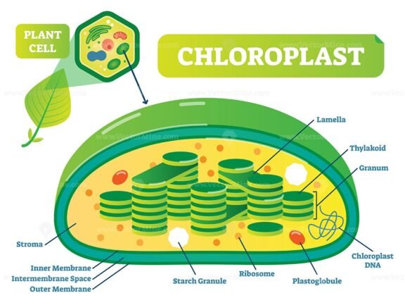 Cellular Chloroplast