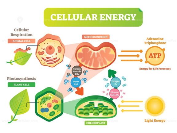 Cellular Energy2
