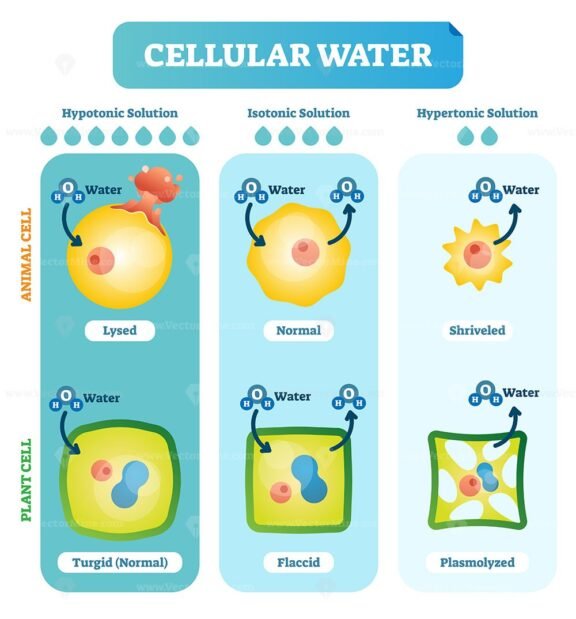 Cellular Water