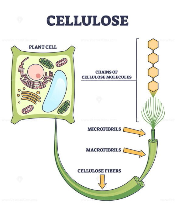 Cellulose outline diagram