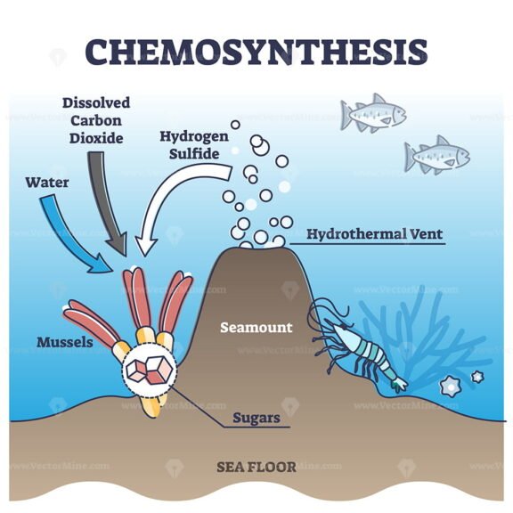 Chemosynthesis outline