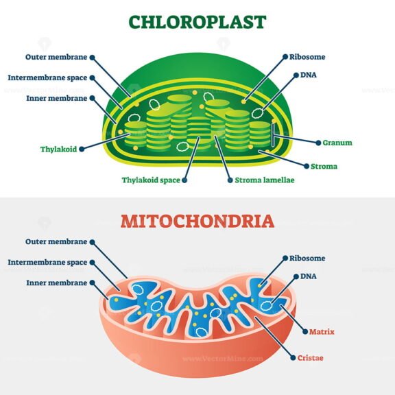 Chloroplast vs Mitochondria