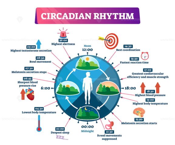 Circadian Rhythm