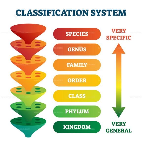 Classification System